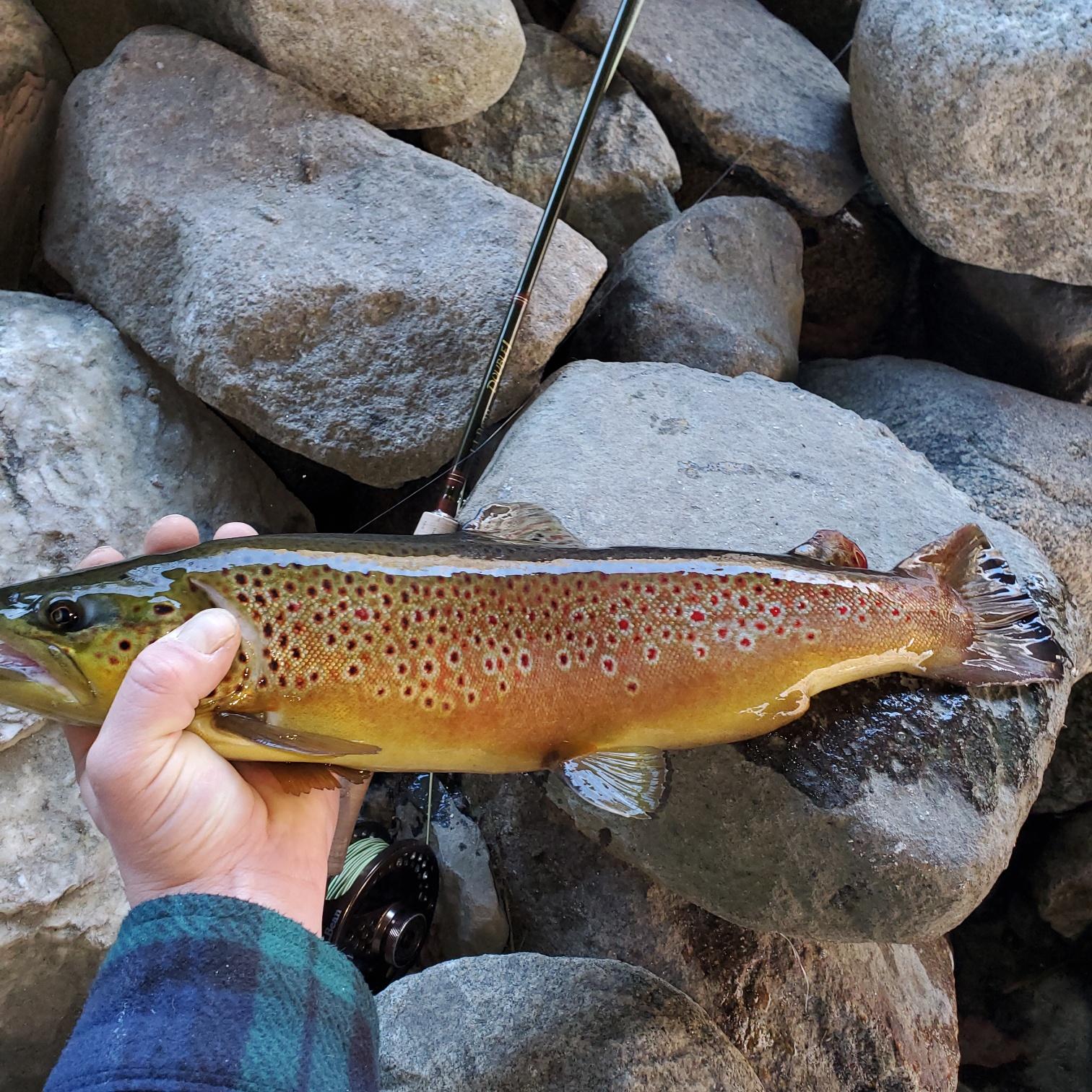 Mainely Fly Fishing Blog | Fishing report from the Western Maine ...